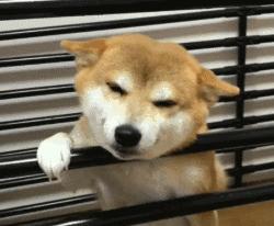 vans新款联名腰果花,vans黑白联名