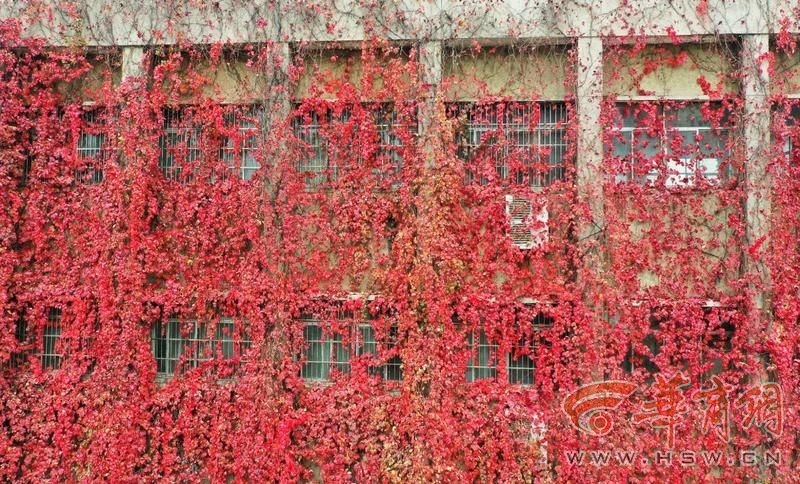 神奇！西安理工大学有道“爬山虎瀑布”，已挂30年，到了秋天就变红