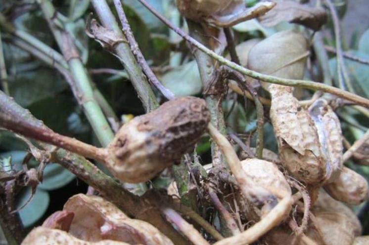 花生黄叶能打控旺药吗,花生黄叶可以用尿素吗