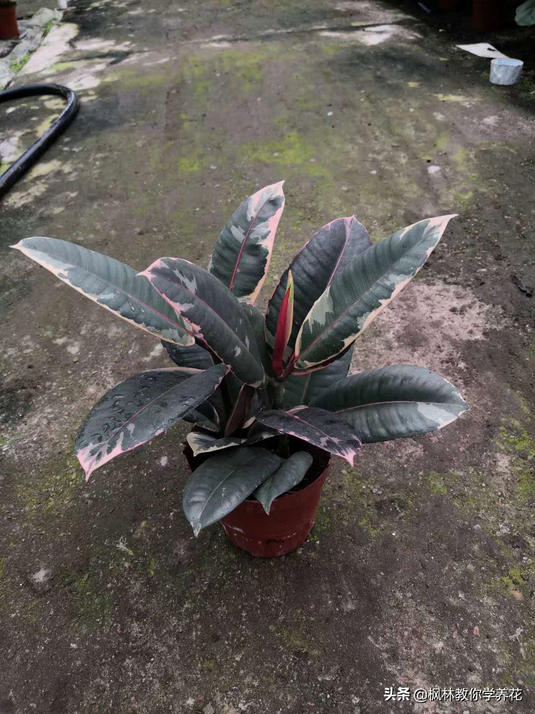 橡皮树养护的正确方法,橡皮树的养护方法和注意事项