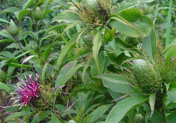 横经席配方应用,横经席的配方