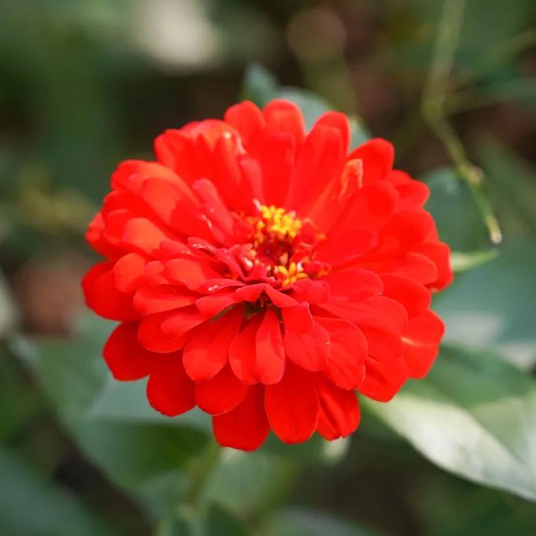 厦门最近哪里的花海最好看,江岭向日葵花海美成童话