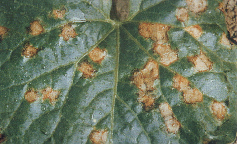 甜瓜叶斑病的防治方法,甜瓜叶斑病的根治方法