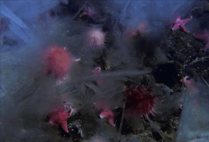 震撼的自然景象,震撼的自然现象云崩视频