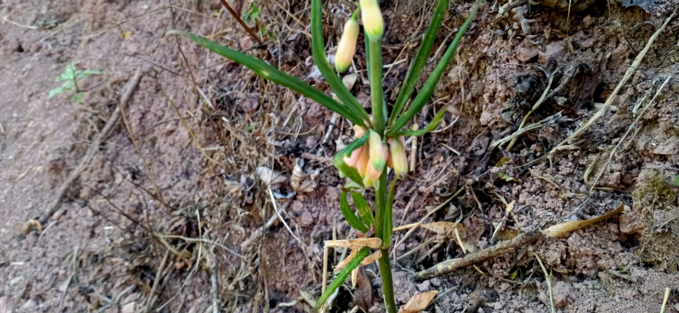 野生长在山上白芨图片,野生白芨允许挖吗