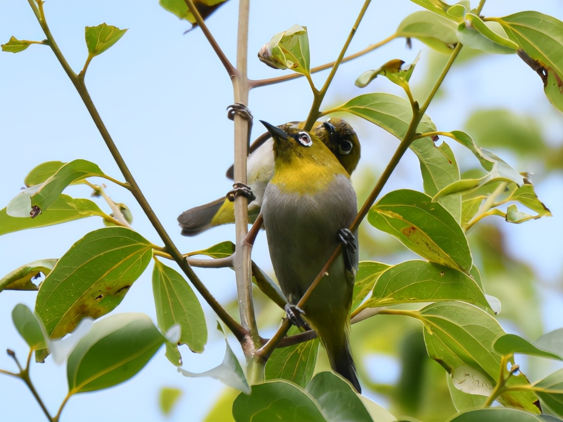 云南玉龙湖观鸟,临沧玉龙湖清晨的美景照片