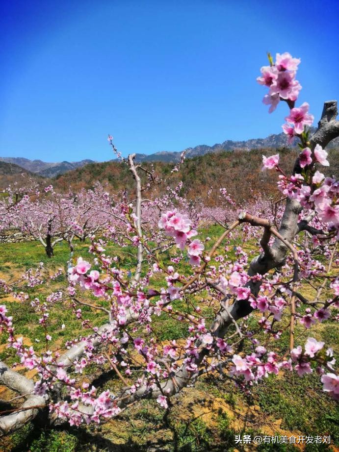 知乎有个小院，种点什么树好哪