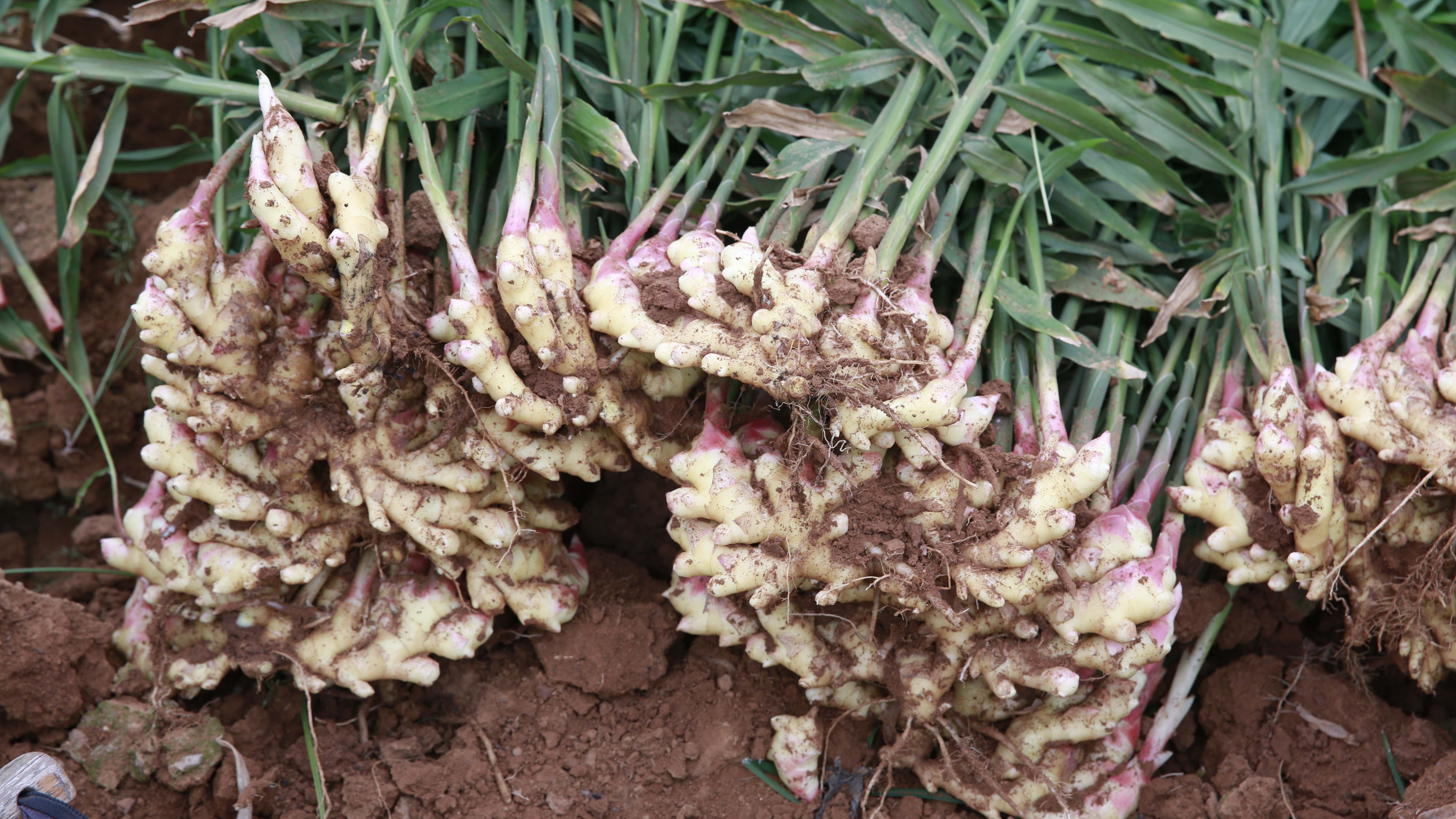 姜催芽的正确方法,几种常用的生姜催芽方法