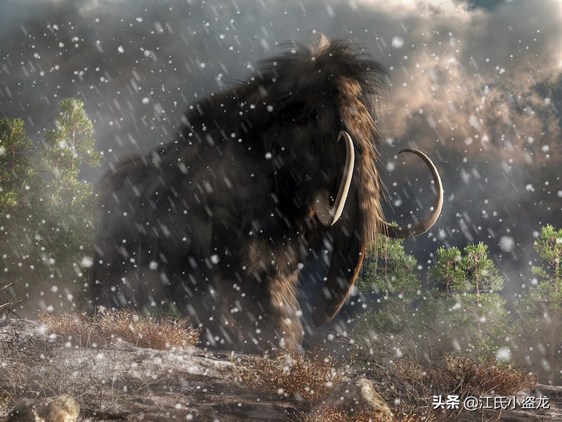 科学家揭秘猛犸象灭绝的真相,历史上的猛犸象被科学家复活了吗