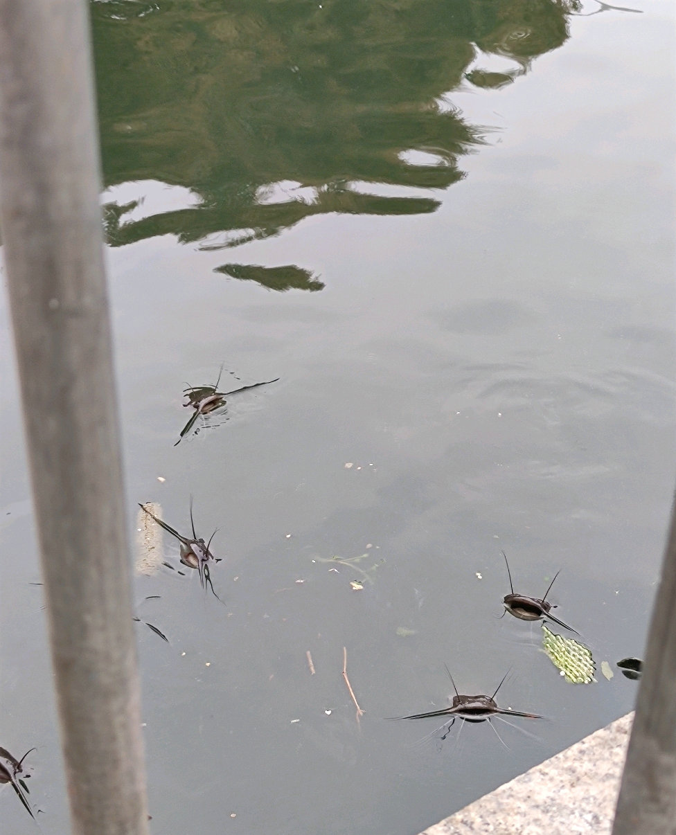 湖里出现大鱼视频,湖里惊现大鱼