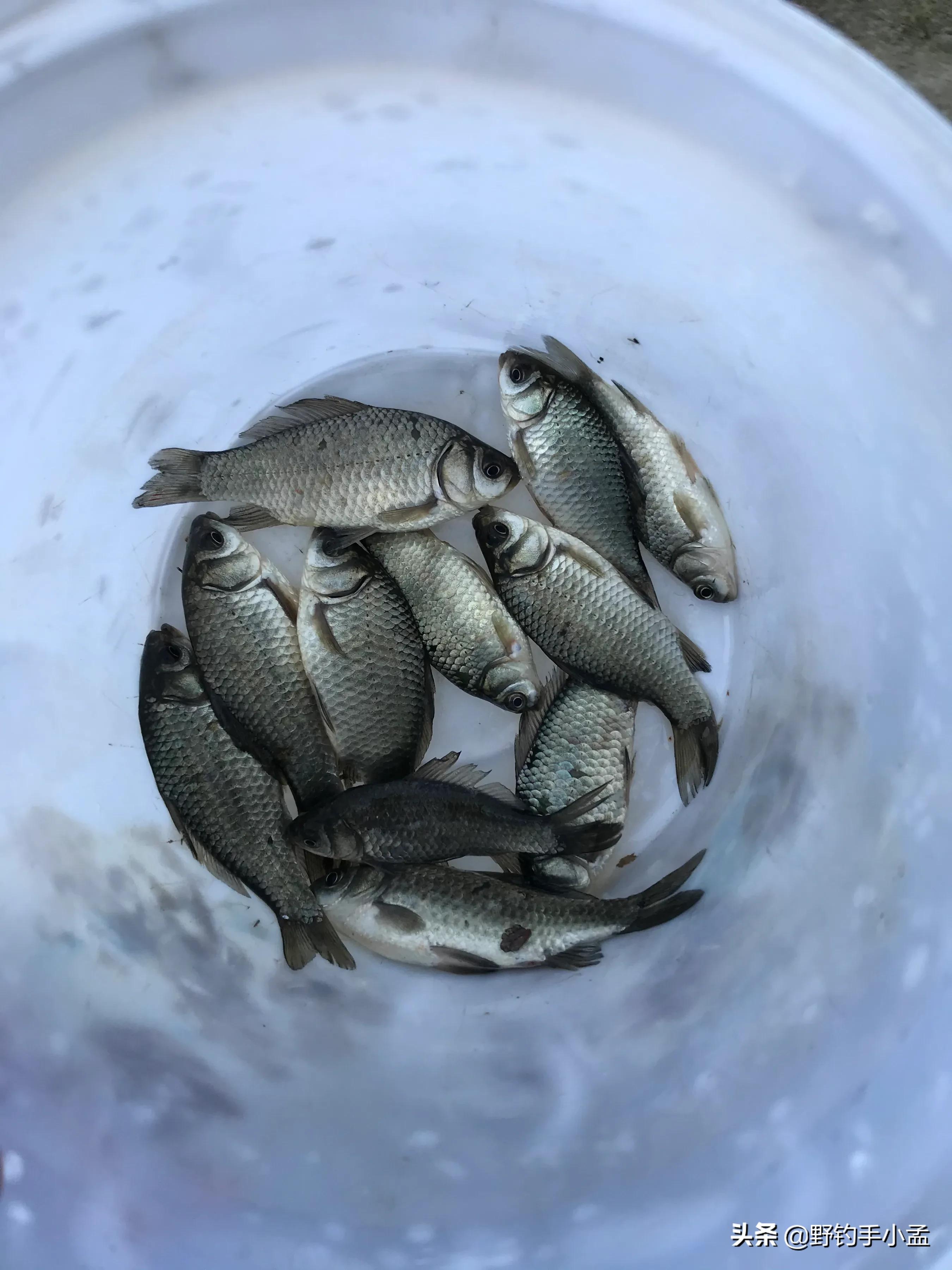 贼喊抓贼，是谁断送了野钓资源？有些钓鱼人要长点心吧