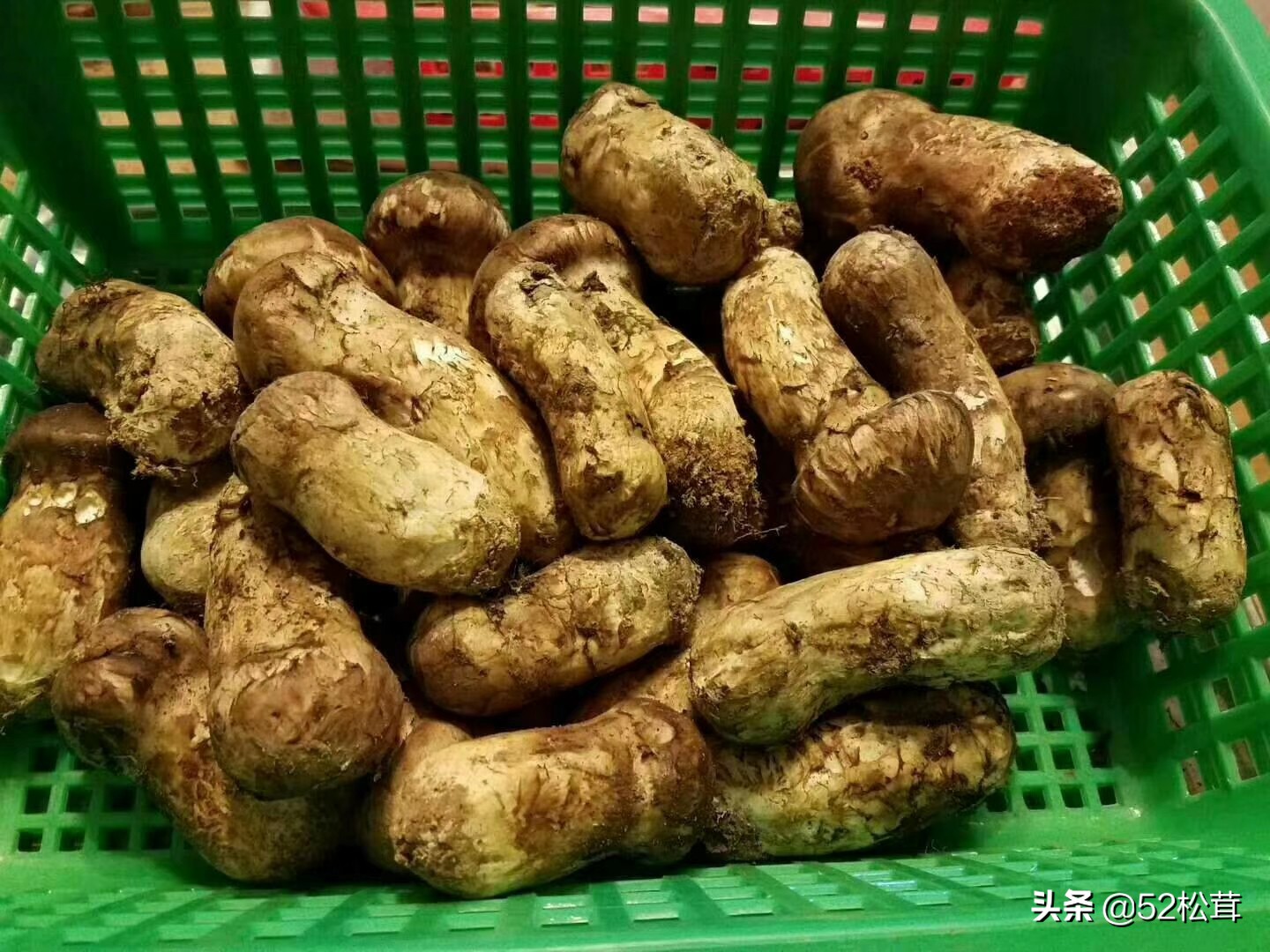 松茸好吃吧,松茸菇真的有那么好吃吗