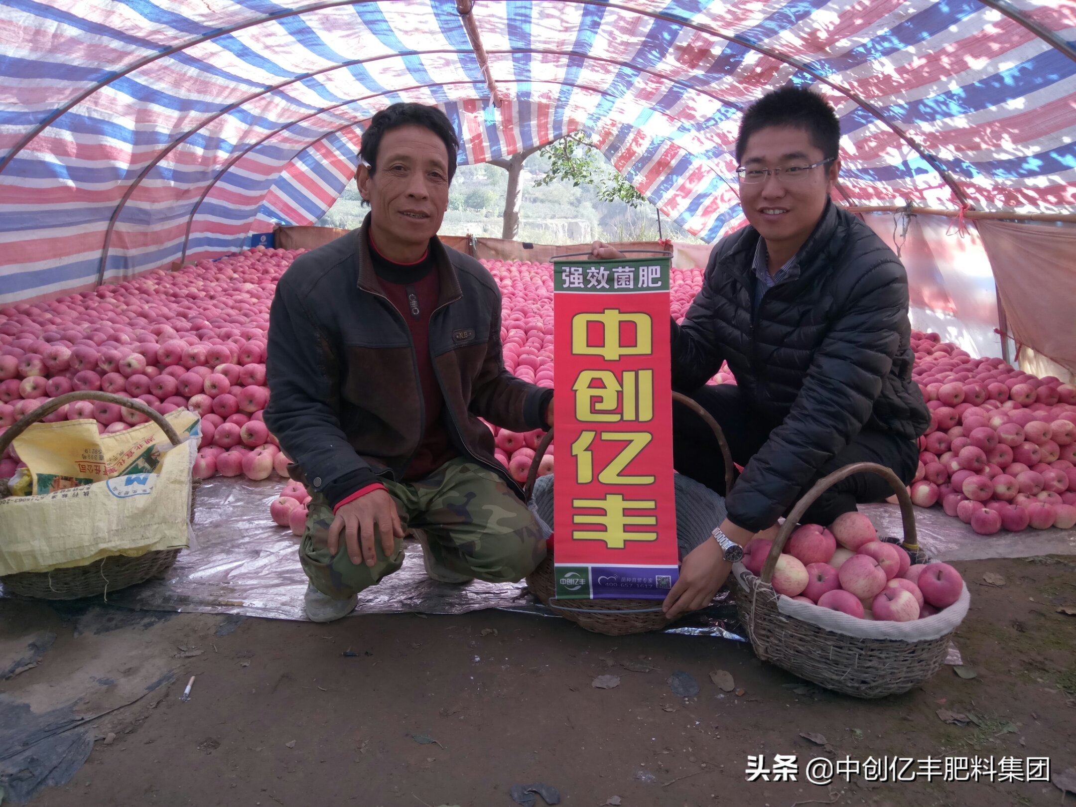 雪莲果的种植方法与管理技术,雪莲果的种植和管理技术
