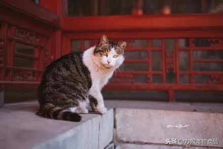 故宫的御前带爪护卫小崽儿,回喵星了……