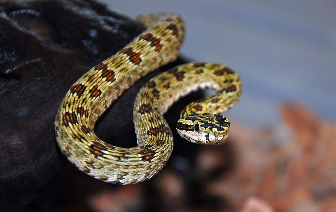 东北有毒蛇么,有毒的蛇图片有哪些