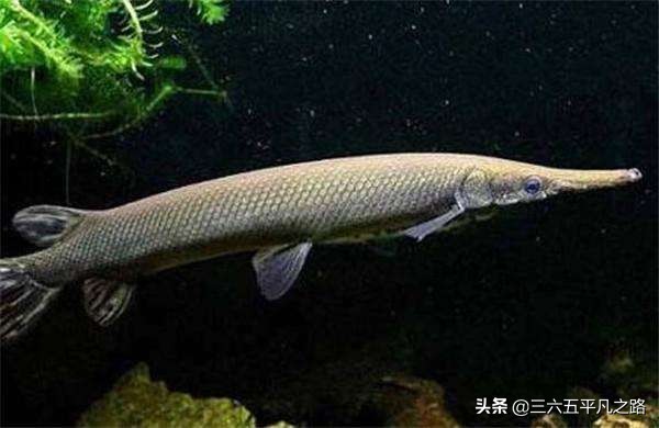 鳄雀鳝有什么祸害,鳄雀鳝是怎么存活下来的