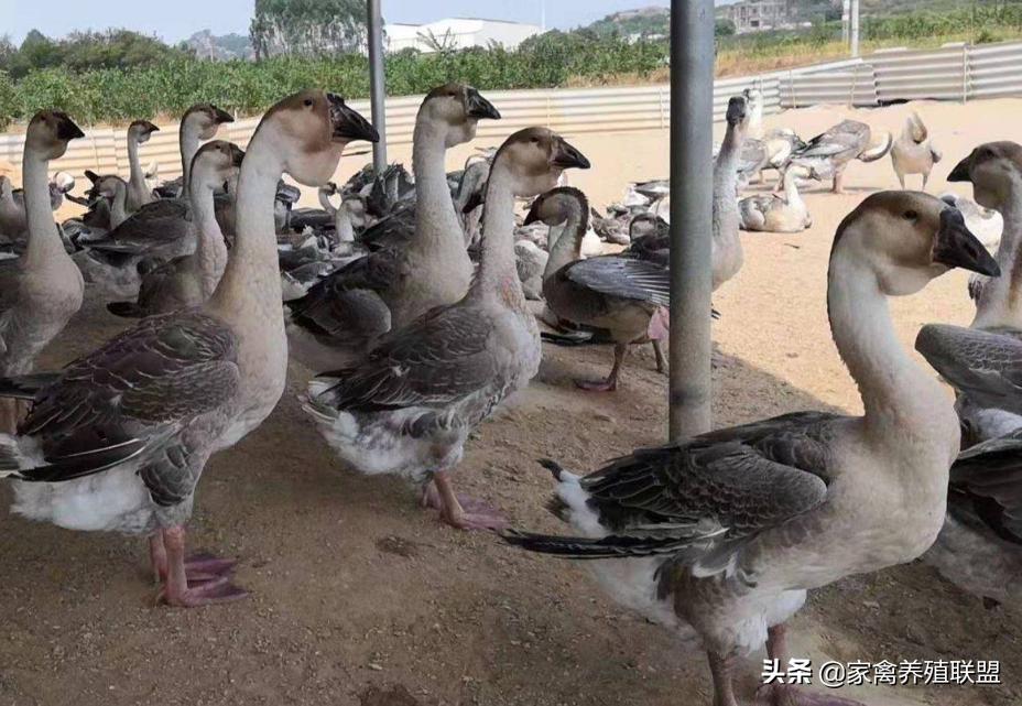 养鹅行情不好怎么改变,今年鹅价格最新行情