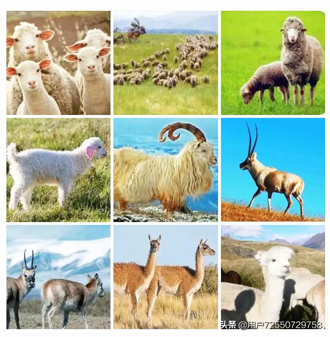 云衣定制丨都说西服面料里羊毛最好,是真的吗?