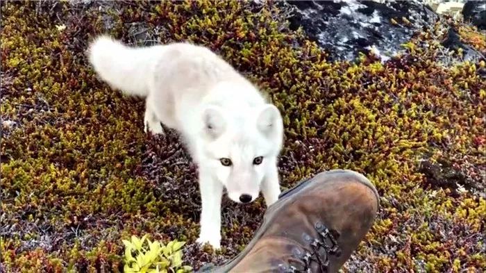 摄影师路遇觅食中的狐狸,摄影师拍到一只可爱的北极狐