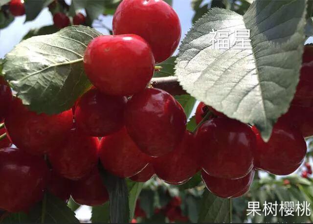 樱桃之王：俄罗斯8号Pk福星