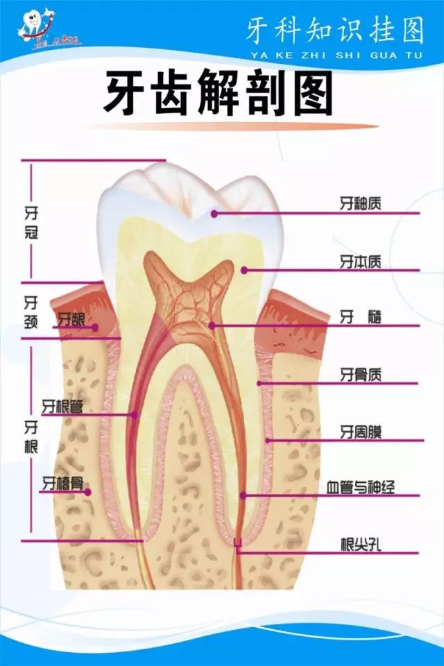 同一个医生做的牙，为什么效果相差那么大