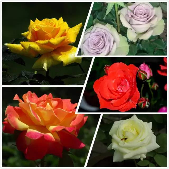 月季玫瑰蔷薇芍药牡丹的区别,月季玫瑰蔷薇都属于什么科