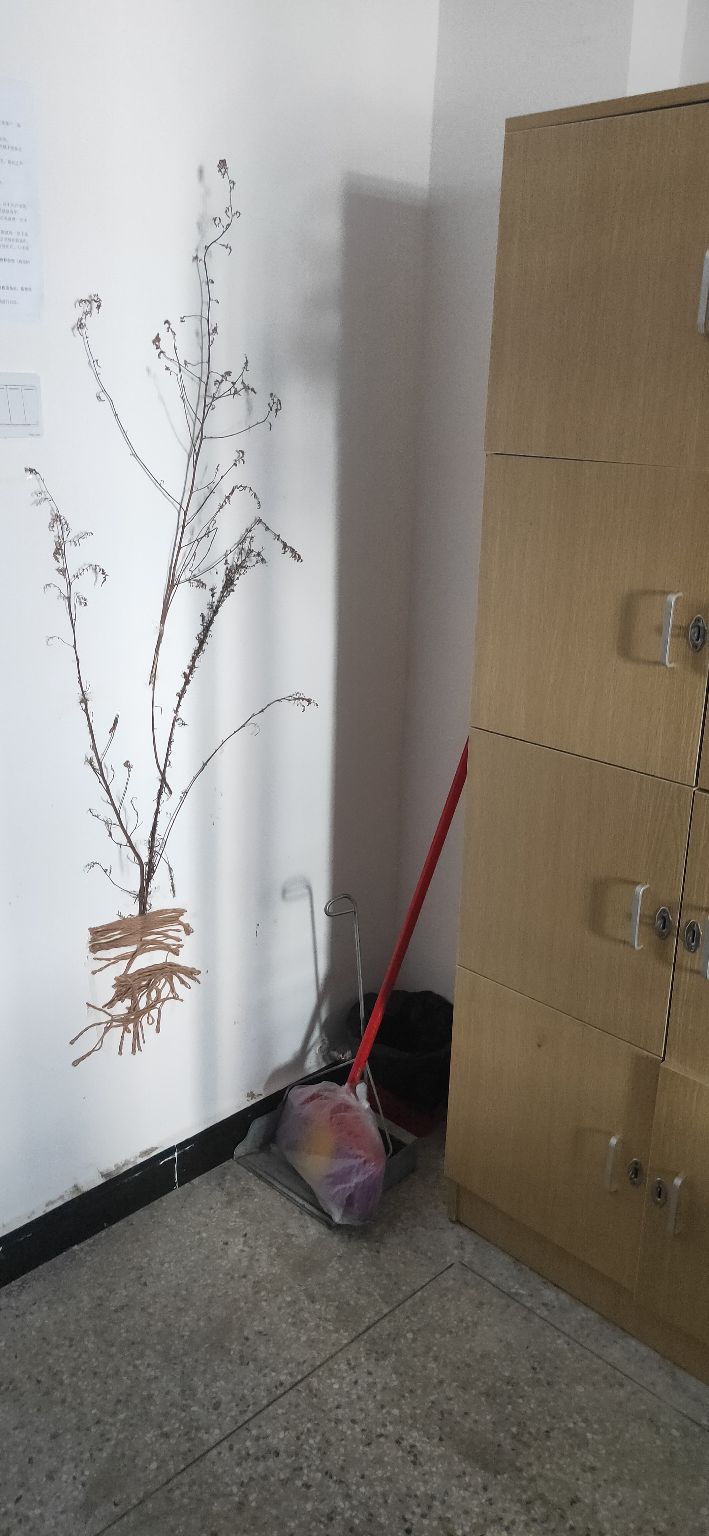 ″寓你一见钟意寝——探访黄平民中宿舍文化节