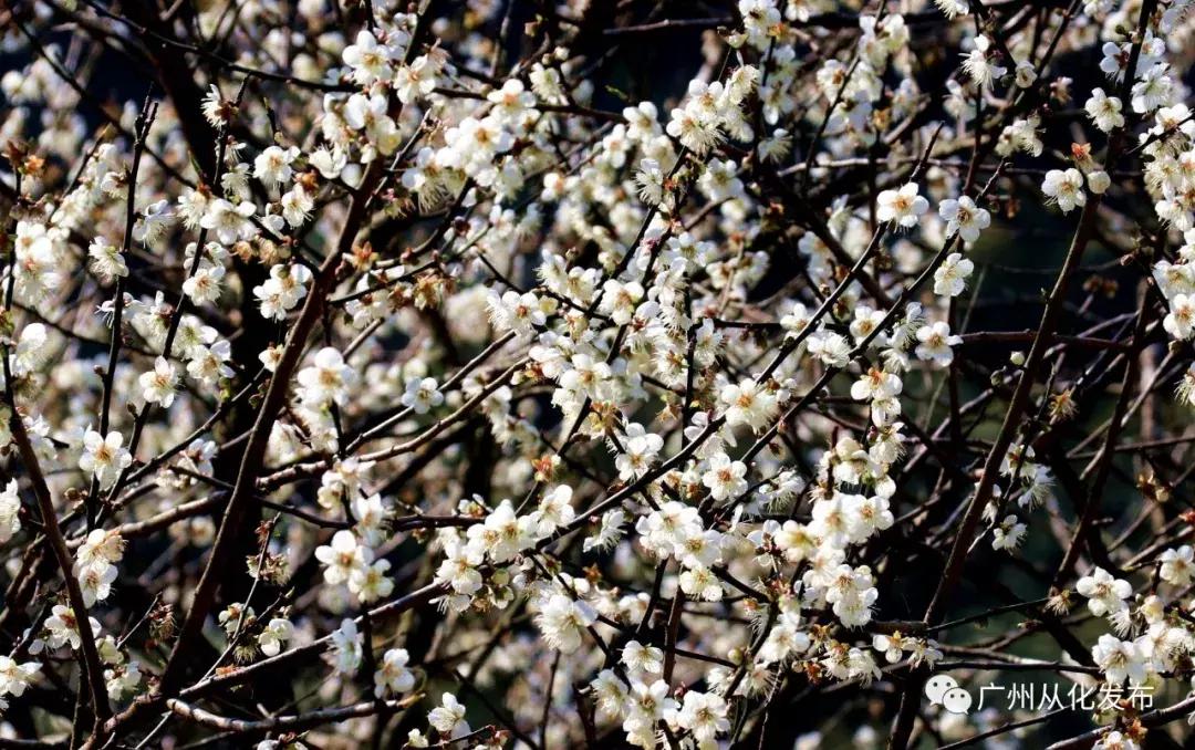 宜居宜业旅游攻略,广州从化的宜居小镇