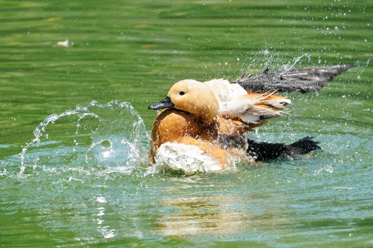 无反全能镜头,适马400mmf5.6测评