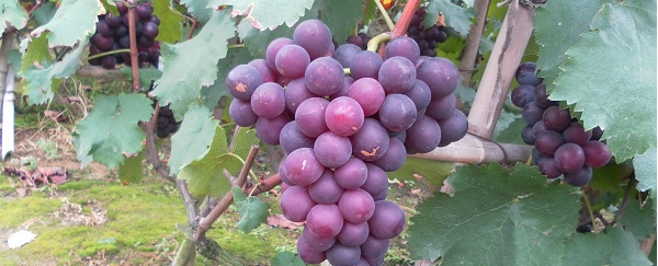 葡萄扦插选择多大的无纺布育苗袋,冬季葡萄营养袋扦插育苗