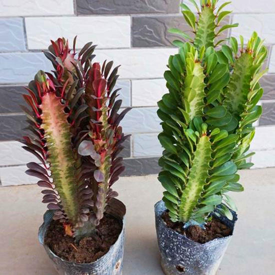 2种绿植一见强光黄叶越长越丑,不怕晒死又好养的绿植