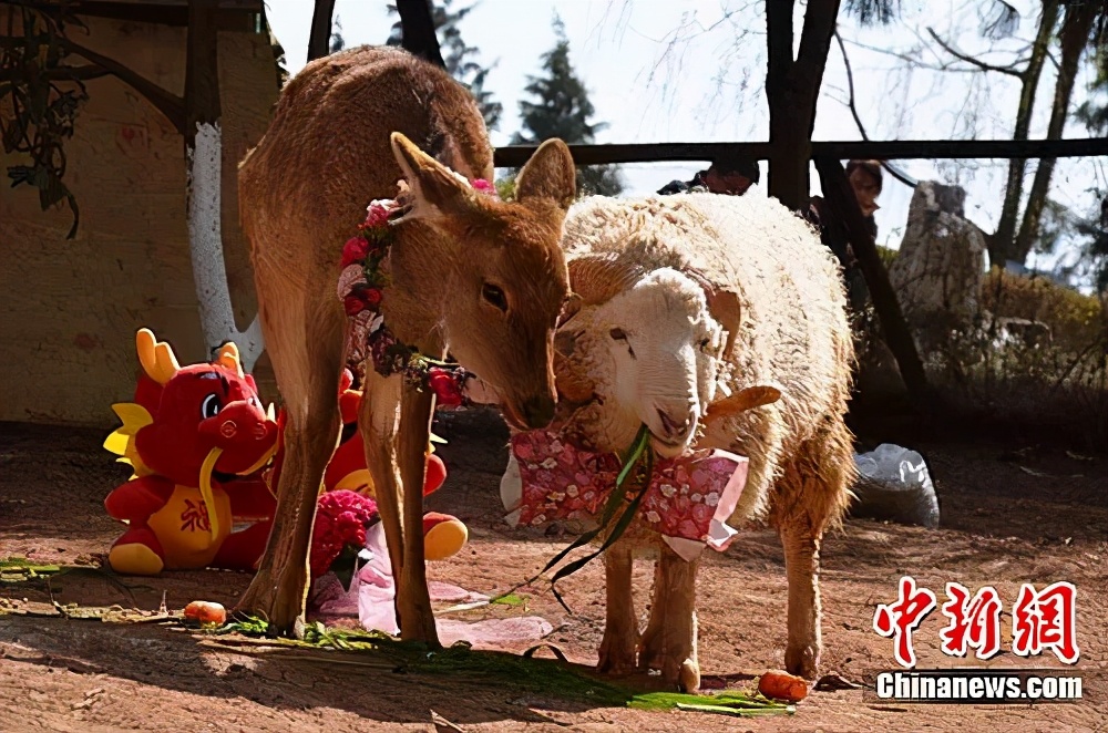你在为谁吃饭？4第二基因组与行为改变—猫怕老鼠，老虎爱上羊