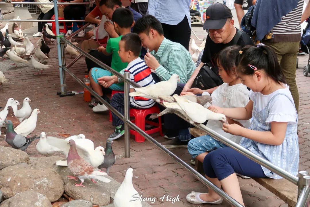 和平公园动物岛还有吗,和平公园可以喂动物吗