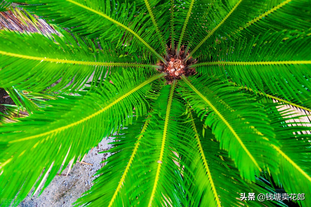 铁树叶子发黄什么原因呢,铁树叶子发黄的原因以及解决方法