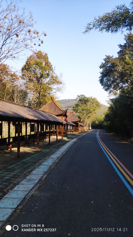 宜兴竹海十一月金色素材图片