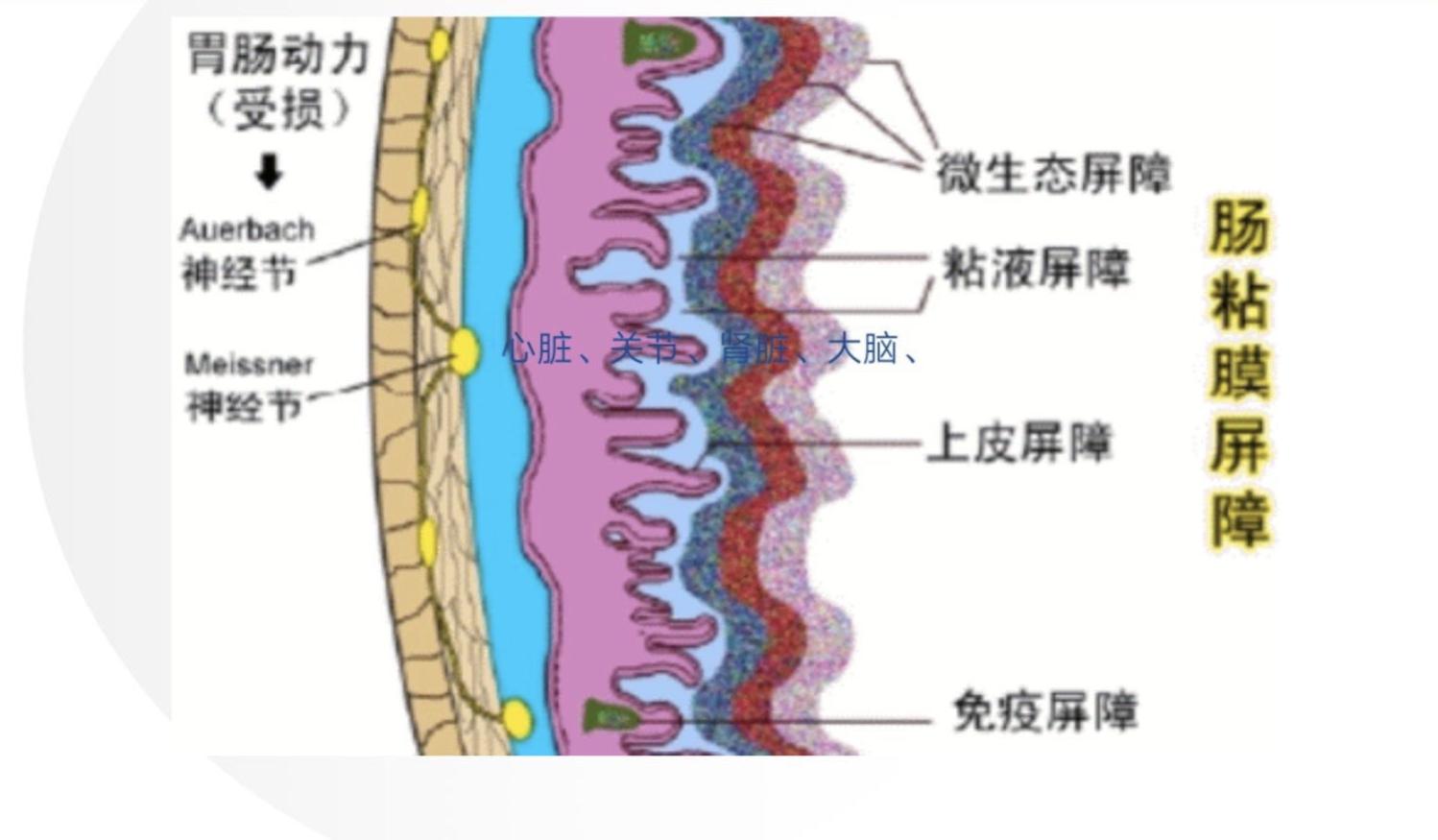 过敏反应的原理高中知识,过敏反应的机理图解