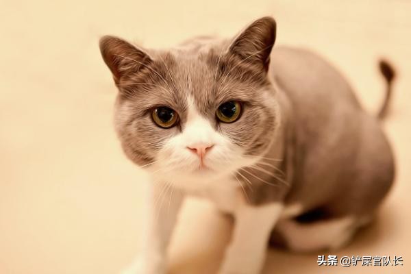 一回家猫咪不停的叫是因为什么,猫咪为什么一直叫个不停还会咬你