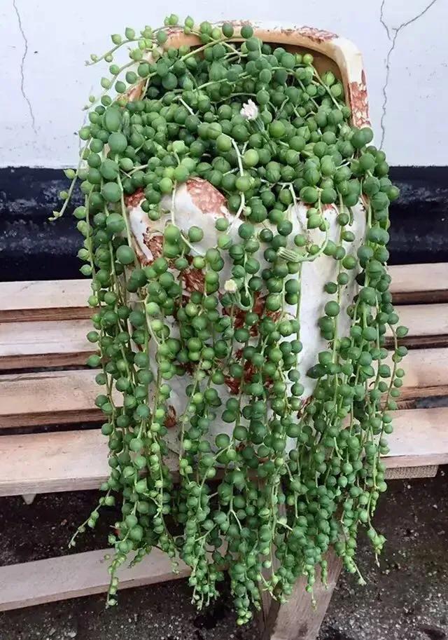 佛珠怎么养可以快速爆盆,怎样养佛珠花视频