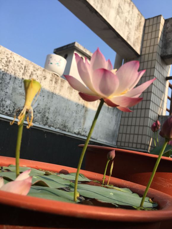 种碗莲几天开叶几天浇水,碗莲种藕种下几天叶片展开