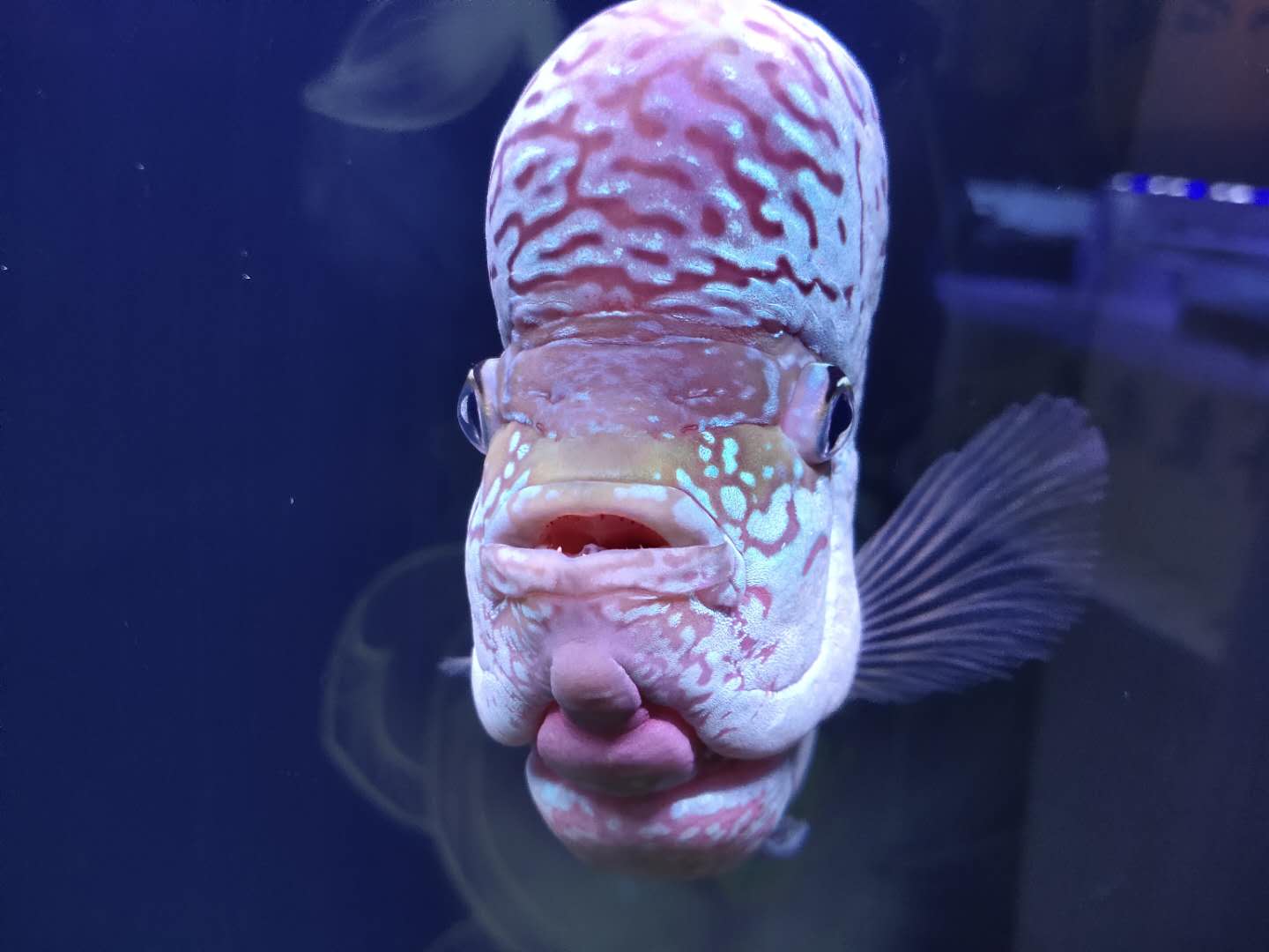 为什么罗汉鱼越来越小,罗汉鱼能活几年