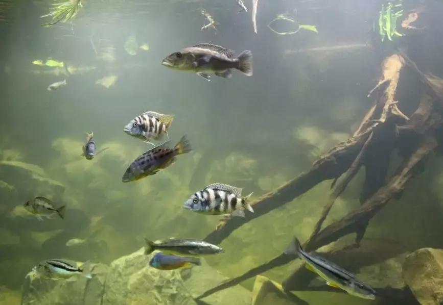 自己做大型水陆缸,在家自己打造一个沙漠缸