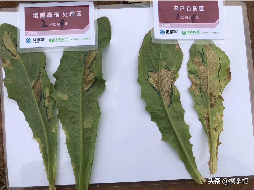 莴笋霜霉病打过药叶子变黄了,莴笋霜霉病打多菌灵有没有效果