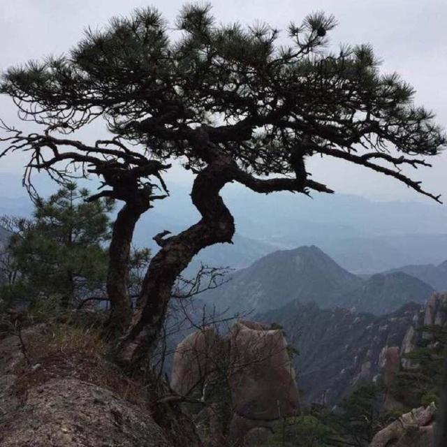 大雪压顶岁寒三友,大雪压青松青松不低头