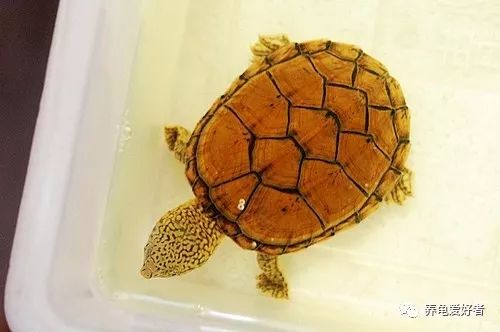 窄桥蛋龟为什么要用黑环境,多种颜色对蛋龟发色好吗