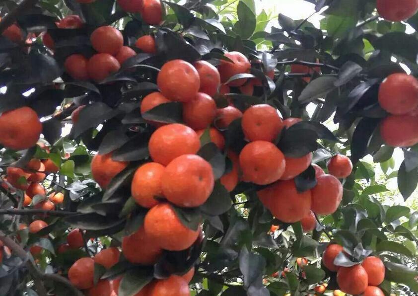 英英李子苗,砂糖橘金橘的病虫害用什么药