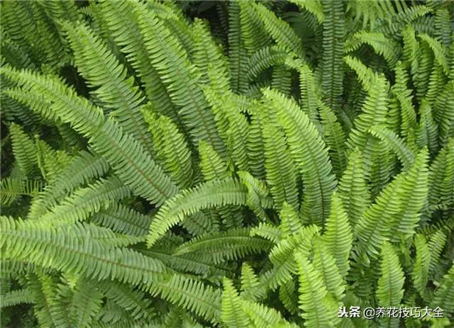 常见小区绿化100种植物图片,常见的水生植物有哪些种