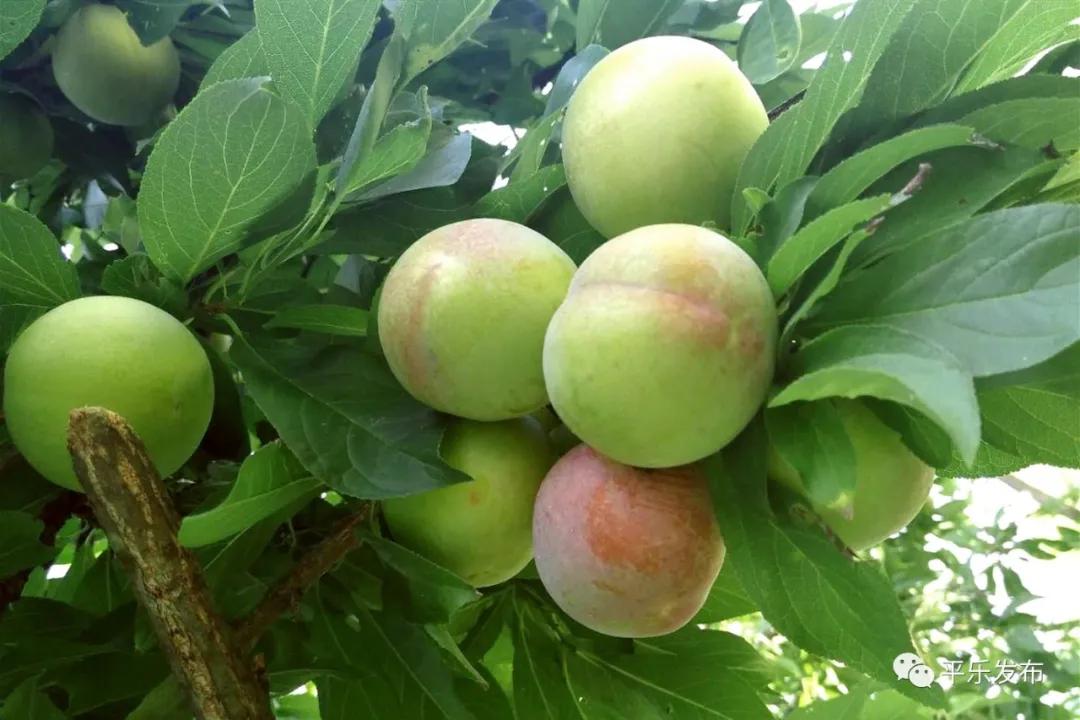 骞充箰澶ч噷鏉戝濂充富浠诲崲鐕曡姵,妗傛灄甯傚崲鐕曡姵