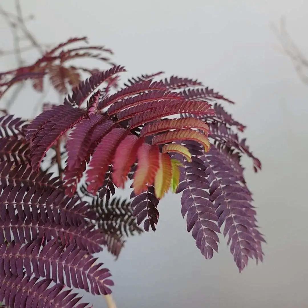 网红必备的高颜值绿植,ins风的网红绿植