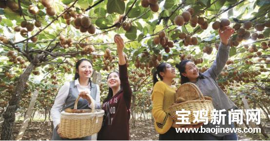 陕西眉县猕猴桃几月份下来,眉县猕猴桃季节