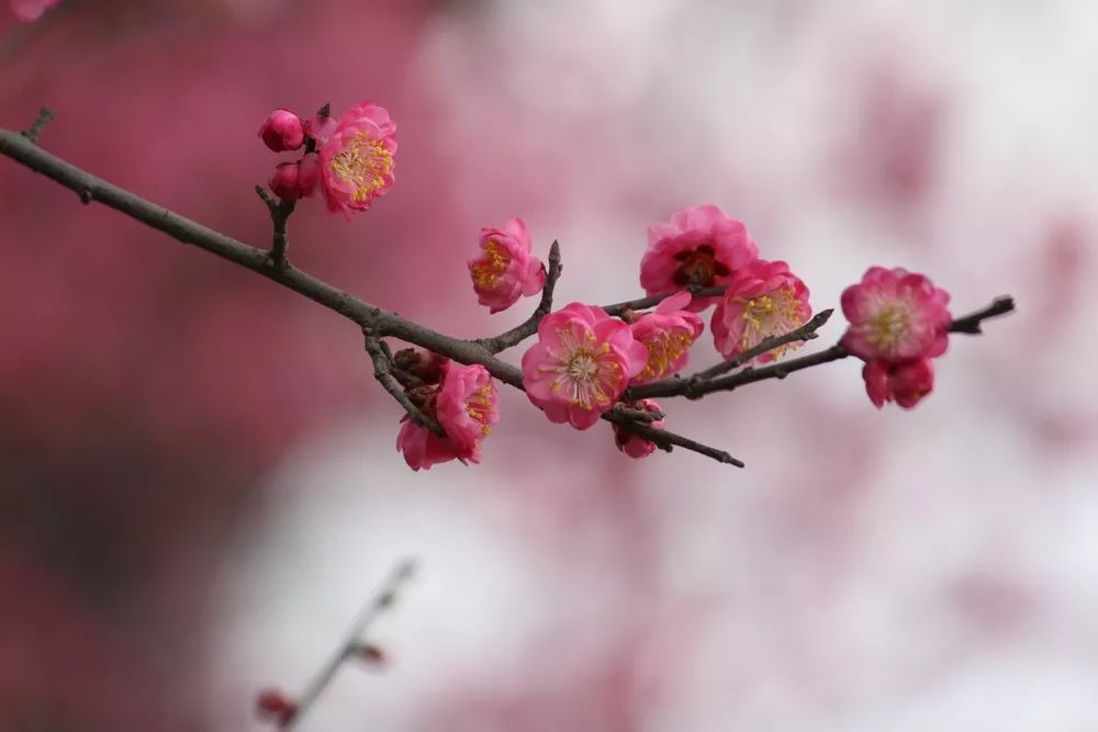 十首流行千古的七绝唐诗,七绝100首古诗
